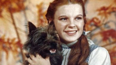 Photo of Totó, cão de Dorothy em ‘O Mágico de Oz’, ganhará animação musical